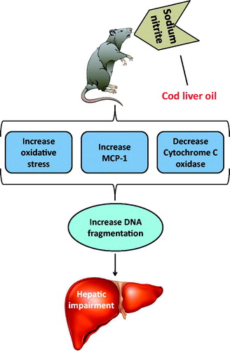 Figure 6. Schematic representation of the mechanism of hepatoprotective action of cod liver oil against sodium nitrite-induced liver damage.