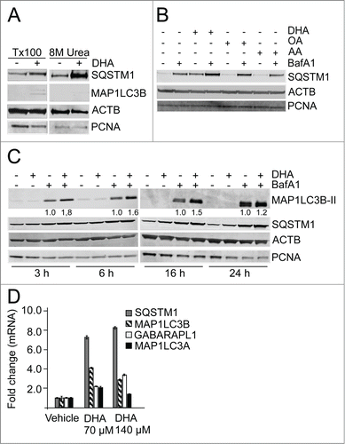 Figure 1. The n-3 PUFA DHA increases protein level of SQSTM1 and induces autophagy in ARPE-19 cells. (A) Cells were treated with DHA (70 µM) for 24 h and lysed in Triton X-100 (Tx100) buffer. Equal amounts of protein (20 µg) from T × 100 fraction were centrifugated at 10,000 x g and the pellet was dissolved in the same volume of 8 M urea buffer before loading on the gel. The membrane was immunoblotted for SQSTM1 and MAP1LC3B. β-actin (ACTB) and PCNA are used as loading controls. (B) The cells were treated with DHA, OA or AA (70 µM) with or without BafA1 (100 nM) for 16 h. Total cell extracts were immunoblotted for SQSTM1. ACTB and PCNA are used as loading controls. (C) Protein levels of SQSTM1 and MAP1LC3B determined by immunoblotting of cells treated with DHA (70 µM), BafA1 (100 nM) or a combination of DHA and BafA1 for the indicated time points. The numbers below the MAP1LC3B-II bands represent fold change relative to BafA1 for each time point normalized to PCNA intensity. ACTB and PCNA are used as loading controls. (D) The mRNA levels of SQSTM1, MAP1LC3B, MAP1LC3A, and GABARAPL1 relative to ACTB after DHA (70 and 140 µM) supplementation for 16 h determined by quantitative real-time PCR. qRT-PCR data displayed are representative for 2 independent experiments. Mean fold change from triplicate wells ± SD is displayed. Data shown are representative of 3 or more independent experiments, unless otherwise stated.