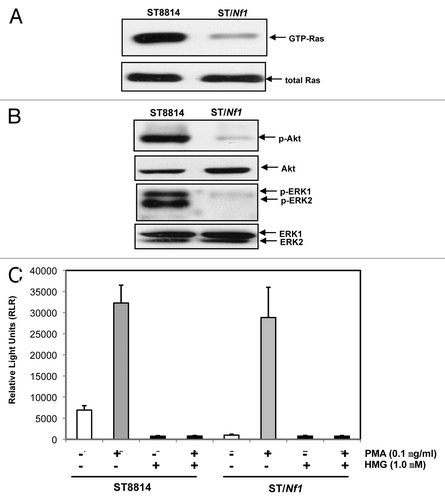 Figure 1. Ras and PKC signaling in ST cells. (A) Cell lysates were extracted from ST8814 and ST/Nf1 cells and subjected to Ras Pull-Down assay. The even loadings of total proteins were normalized by Ras expression. (B) Cell lysates were prepared and then immunoblotted with the anti-phosphorylated Akt or ERK1/2 antibody. The even loadings of total proteins were normalized by Akt or ERK1/2 expression. (C) After the treatments of PMA, HMG, or both, cell lysates were subjected to immunoprecipitation with an anti-PKC antibody. PKC activity in the immunoprecipitates was then analyzed using a PKC enzymatic kit. The error bars represent SD from 5 independent experiments (n = 5, P values < 0.05).