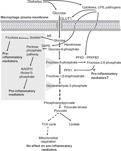 Figure 1. Schematic representation of the potential links between diabetes, glucose metabolites, and pro-inflammatory effects in macrophages. Macrophages rely heavily on glycolysis as an energy source, both under aerobic and anaerobic conditions. Diabetes is likely to increase glucose uptake in macrophages. Cytokines and pathogens also stimulate glycolysis by increasing expression of GLUT1, G6PD, and PFKFB3. Diabetes could therefore potentially stimulate glucose flux in macrophages through two mechanisms, by a direct effect through hyperglycemia, and by promoting a pro-inflammatory environment, which in turn further enhances glucose metabolism in a self-perpetuating cycle. Recent research shows that the pro-inflammatory phenotype of macrophages associated with diabetes might be due to increased glucose flux through the polyol/sorbitol pathway, the pentose phosphate pathway, and/or glycolysis, whereas mitochondrial respiration does not appear to affect the pro-inflammatory phenotype. The polyol/sorbitol pathway and pentose phosphate pathway both feed into glycolysis (as indicated by the gray box) and therefore could contribute to the increased flux through glycolysis.