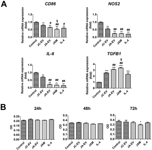 Figure 4. JAM reprogramed macrophages into M2 phenotype in vitro. (A) The relative mRNA levels of CD86, NOS2, IL-6, and TGFB1 in each group were measured by RT-PCR. (B) The number of viable macrophages was determined by CCK8 assay after incubating with EVs. *p < 0.05, **p < 0.01, ***p < 0.001 versus the control group. #p < 0.05, ##p < 0.01 versus JC-EV group. §p < 0.05 versus JA-EV group.