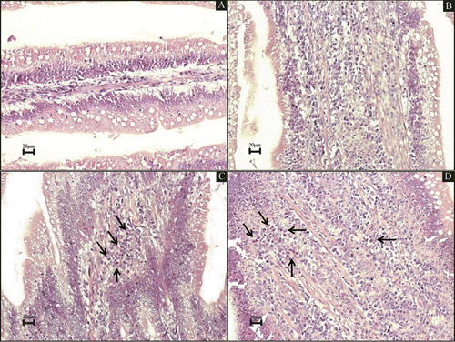 Figure 4. Histology of the small intestine of broiler chickens. Haematoxylin and eosin staining. Scale bar = 20 µm. 4A: Duodenum mucosa from the control broiler chicken group (Group C). 4B: Duodenum mucosa from the overcrowding broiler chicken group (Group Ov), showing mild acute lympho-plasmacytic enteritis in the lamina propria (LP). 4C: Duodenum mucosa of the positive control broiler chicken group (Group PC) with mild acute lympho-plasmacytic enteritis and the presence of heterophils in the LP. 4D: Duodenum mucosa of the positive overcrowding broiler chicken group (Group POv), showing moderate acute lympho-plasmacytic enteritis in the LP. Black arrows, heterophilic foci.