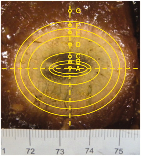 Figure 4. Sagittal cut of a liver sample along the MW antenna insertion plane after a MTA treatment and assessed isothermal lines.