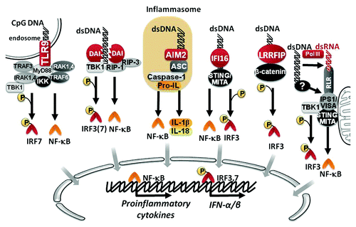 Figure 1. Signaling pathways of innate immunity involved in DNA-sensing. DNA can be recognized by different sensors, including TLR9, DAI, AIM2, IFI16 and LRRFIP1. As result of downstream signaling, NF-κB and IRF transcription factors become activated to promote the expression of different proinflammatory cytokines, and IFN-α/β.