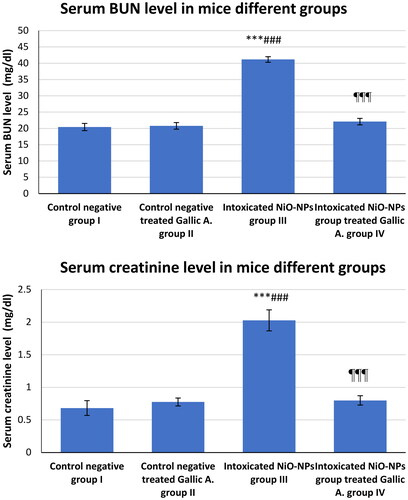 Figure 1. Serum BUN and Creatinine level in mice different groups.*p < 0.05; **p < 0.01; ***p < 0.001 vs. Control negative group I.#p < 0.05; ##p < 0.01; ###p < 0.001 vs. Control negative treated Gallic A. group II¶p < 0.05; ¶¶p < 0.01; ¶¶¶p < 0.001 vs. Intoxicated NiO-NPs group III.