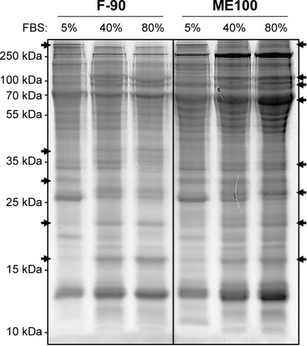 Figure 7 Protein binding to ME100 and F-90 nanoparticles.Notes: Nanoparticles were incubated with 5%, 40%, and 80% fetal bovine serum (FBS) for 1 hour at 37°C and then washed to remove low affinity proteins. Bound proteins were then extracted in SDS-PAGE reducing buffer. Equal volumes of the SDS buffer were loaded in each lane. Following development, the gel was stained with SyPRO ruby. Arrows indicate proteins that change with increasing serum concentration.Abbreviation: SDS-PAGE, sodium dodecyl sulfate polyacrylamide gel electrophoresis.