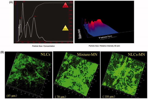 Figure 3. Analysis of NLC transport upon using MNs. (A) NanoSight image of a skin sample treated with MNs and C6-NLCs, (B) laser scanning confocal microscopy images of an untreated nude mouse skin after administration of C6-NLCs (NLCs), MN-treated skin after application of a mixture of C6 and blank NLCs (Mixture-MN), and MN-treated skin after application of C6-NLCs (NLCs-MN).
