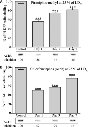 Figure 4.  Quantitation of dimethoxy- and diethoxy-pesticide binding of albumin in vivo. Rats were treated with solvent (controls) or dosed with 25% of the LD50 of pirimiphos-methyl (A), or 25% of the LD50 of chlorfenvinphos (oxon) (B). After radiolabelling with 3H-DFP the incorporation of radioactivity into albumin was quantified by counting the radiolabelled albumin retained on glass microfibre filters. Results are presented as the mean±standard error from at least four independent experiments from each rat. Results were significantly different from controls at 1, 3, and 7 days after dosing (***p <0.001) for both pesticides. Radiolabelled albumin was also resolved by SDS-PAGE, and an example of the level of radioactivity incorporated into albumin for each dose condition displayed in the lower panels. The average level of erythrocyte AChE inhibition for each dosing condition is also included.