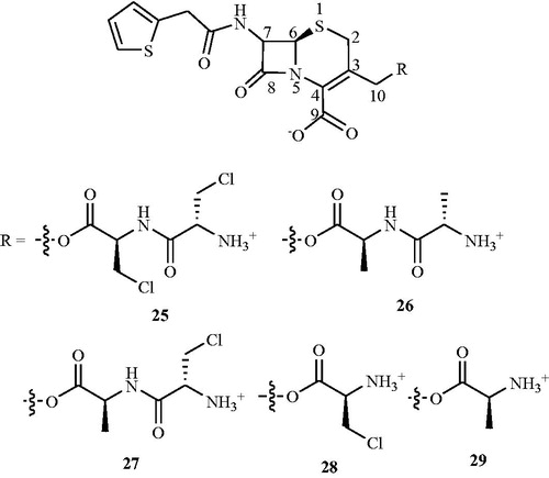 Figure 17. Structures of peptidyl and amino acid C10-esters of deacetylcephalothin 25–29 as Alr inhibitors.