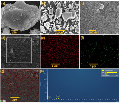 Figure 4. (a–d) SEM micrographs of biosynthesized AgNPs. Elemental mapping of silver (e), and oxygen (f), and both elements (g) for the inset region, and (h) EDS data of the area in the white box in (c). Scale bars: (a) 1 µm (b) 10 µm (c) 100 µm, and (e–g and inset) 1 µm.