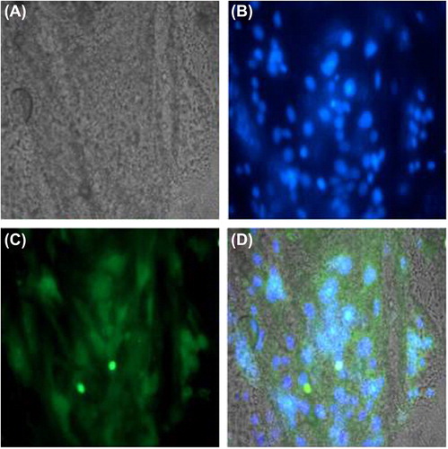 Figure 5. Cryosectioned matrices seeded with rat skeletal myoblasts were stained with (A) Phase contrast, (B) nuclear staining with DAPI, (C) desmin with FITC, and (D) Merged image of all.