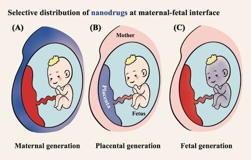 Figure 1. Application strategies for nanoparticle-mediated drug delivery in pregnancy. Three therapeutic scenarios are depicted: (A) treatment of maternal conditions without fetoplacental exposure; (B) treatment of placental conditions without maternal or fetal exposure; (C) treatment of fetal conditions without maternal or placental exposure.