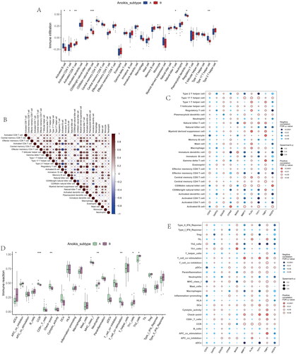 Figure 6. Immune cell infiltrations and immune-related pathways in the immune landscape. (A) Comparison of immune cell infiltration levels in anoikis subtypes. (B) Correlation plot showing significant correlations between the 28 immune cells. (C) Correlation plot showing significant correlations between the genes and immune cell infiltrations. (D) Comparison of immune-related pathways in anoikis subtypes. (E) Correlation plot showing significant correlations between the genes and immune-related pathways. *p < .05, **p < .01, ***p < .001.