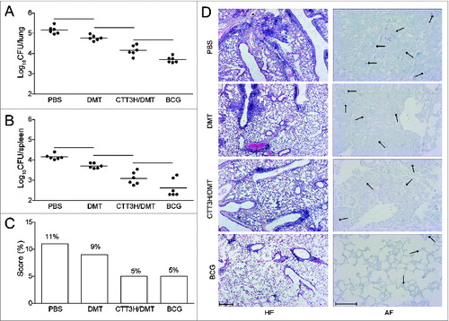 Figure 2. Bacterial loads per organs and representative lung pathology of different vaccinated C57BL/6 mice. Three weeks after the last immunization, C57BL/6 mice (n = 6) were challenged by Glas-Col inhalation exposure system with 60 CFU virulent M. tuberculosis H37Rv strain, which was confirmed by plating lung homogenates one day after infection. Four weeks post-challenge, bacterial load of lung and spleen in different groups was enumerated. Results were shown as mean ± SEM log10CFU/organ (n = 6). Lung tissue sections from different vaccinated mice were stained by HE (scale bar, 400 μm) and acid-fast staining (AF, scale bar, 50 μm), respectively. Arrows indicate AF positive bacteria. Pathological scores were calculated as described in the section of Materials and Methods in detail. ─ means P < 0.05.
