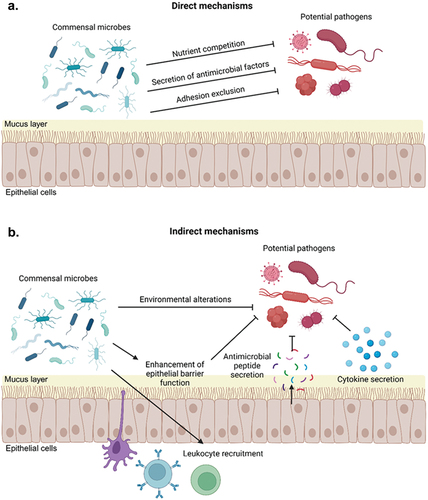 Figure 2. Overview of mechanisms of colonization resistance. Commensal microbes can inhibit colonization and invasion by exogenous pathogens through direct (a) and indirect (b) mechanisms. Direct mechanisms of colonization resistance include competition for space or adhesion sites, nutrient consumption, or secretion of antimicrobial peptides or other factors that directly kill exogenous pathogens. Indirect mechanisms of colonization resistance include altering the local microenvironment so that is it less hospitable to exogenous pathogens and modulation of host immune responses, including by altering cytokine production, recruiting leukocytes to mucosal surfaces, and stimulation production of host antimicrobial peptides by epithelial cells.