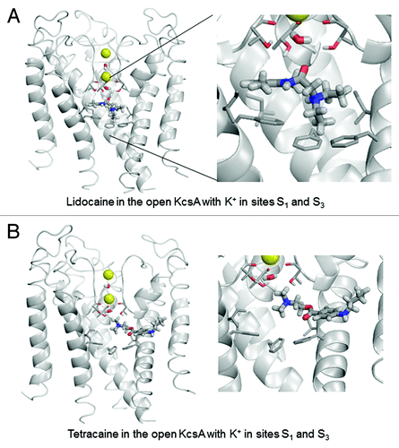 Figure 4. Example of energy-minimized structure simulation of lidocaine (A) and tetracaine (B) docked in the open KcsA structure (PDB entry 3PJS) with S1/S3 K+ occupancy of the selectivity filter. Front subunit is removed for clarity. Right panel is an enlargement of the docked LA molecule zoomed from the left panel. In this and subsequent structure figures, the side chains of Thr75, Ile100 and Phe103 residues as well as the backbone carbonyls of Thr75 are shown as thin sticks. LA molecules and water molecules in the selectivity filter are shown as thick sticks. Potassium ions are shown as yellow spheres.
