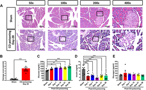 Figure 3 Pathological change in the pancreas with different magnification using hematoxylin-eosin stain and relevance of biochemical parameters manifestation. Upper row represents the sham group and the bottom row represents the CO poisoning group on CO poisoning-Day 28 (A) and statistical quantification of damage scores between two groups (B), n = 10 per group, ****p < 0.0001. Biochemical indicator like glucose (C) and relative hormone like insulin (D) and glucagon (E) were detected from the serum by ELISA assay at the indicated day, n = 10–12 per group, **p < 0.01, ***p < 0.001, ****p < 0.0001.