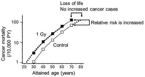 Figure 6. Cancer mortality in A-bomb survivors who were exposed to radiation at the age of 10 (Nakamura Citation2023). The thick dotted line represents a control curve shifted toward younger ages which agreed closely with the epidemiological estimates (■). Because the two curves are essentially parallel, there would be no excess number of cancers in the exposed group if the risks are compared over the entire life span.