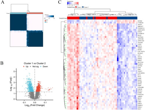Figure 5. Clustering analysis and differential gene expression profiling of AS samples. (A) Heatmap with hierarchical clustering based on gene expression data of HRGs, illustrating two distinct clusters (Cluster 1 and Cluster 2) of AS samples. (B) Volcano plot depicting the differential expression between Cluster 1 and Cluster 2. (C) Heatmap of the top 50 differentially expressed genes between the two clusters, arranged by hierarchical clustering.
