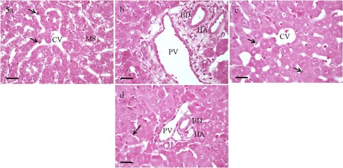 Figure 5. Photomicrographs of sections of the liver of rats received both vitamin E and a single LD50 of selenium, and sacrificed either after 12 h (a and b) or 30 h (c and d). Normal hepatic structure and organization are nearly appeared particularly after 30 h. The hepatocytes reveal regression in fatty and necrotic changes with no or little vacuoles and pyknosis. Portal triads are seen with almost normal appearance. Numerous Kupffer cells (arrow) are noticed. MS, microvesicular steatosis; CV, central vein; PV, branch of portal vein; HA, branch of hepatic artery; BD, branch of bile duct. H&E, scale bar = 50 µm.