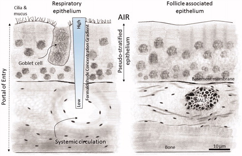 Figure 1. Representation of the reaction of inhaled formaldehyde in mammalian nasal epithelium which rapidly reacts with macromolecules in the tissue and the albumin in the mucus that lines the respiratory epithelium resulting in a steep concentration gradient. After crossing the basement membrane, formaldehyde can react further with macromolecules in the submucosal layer or reach the systemic circulation. The nasal-associated lymphoid tissue (NALT) that is generally present near the ethmoid turbinates on either side of the nasal septum and near the ventral nasopharyngeal duct is one putative site of formaldehyde interactions with lymphoid tissues, but direct evidence that supports this hypothesis is lacking. (Figure reproduced from National Research Council (Citation2011)).