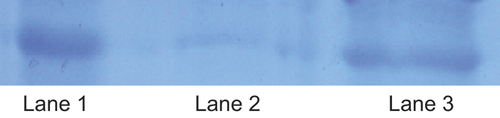Figure 3. SDS-PAGE analysis of TT. Lane 1: standard TT, Lane 2: TT extracted from chitosan–HPMC microspheres without heparin, Lane 3: TT extracted from chitosan–HPMC microspheres.