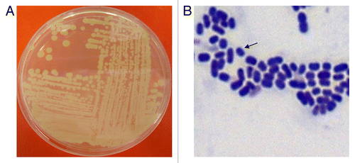Figure 1. (A) Complex streak of Acinetobacter baumannii following overnight growth on Luria-Bertani agar at 37°C. (B) Gram-stain of log phase A. baumannii cells grown in Luria-Bertani broth. Arrow indicates an individual A. baumannii cell.