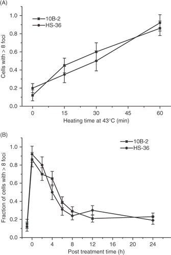 Figure 8. Comparison of the heat-induced γ-H2AX response in wild type 10B-2 CHO cells and the heat sensitive HS-36 cell line derived from them. (A) Wild type 10B-2 (▪) and heat sensitive HS-36 (•) cells were heated at 43°C for various lengths of time and the fraction of γ-H2AX positive cells was determined. (B) 10B-2 cells (▪) and HS-36 cells (•) were heated at 43°C for 60 min and the fraction of γ-H2AX foci positive cells was determined at various times post treatment.