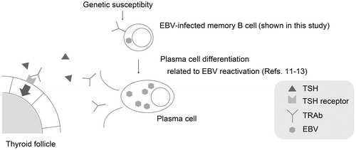 Figure 4. The hypothesis of EBV-related pathogenesis in Graves’ disease: EBV may have the potential to stimulate TRAbs production in host B cells. EBV-infected memory B cell with TRAbs on its surface could be terminally differentiated to plasma cell (possibly through EBV-reactivation) and produces excessive TRAbs that are the causative antibodies of Graves’ disease. Abbreviations: EBV, Epstein–Barr virus, human herpesvirus 4; TRAbs, thyrotropin receptor antibodies.
