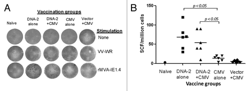Figure 10. Cell mediated response against IE1.4 antigen measured by production of IFN-gamma in mouse splenocytes. Detection of IE1.4-SCs producing IFN-gamma measured by ELISpot assay (A) and enumeration of IE1.4-SCs (B). An example of the spots generated in response to VV-IE1.4 is represented for four groups of mice immunized with: 3x DNA-1 alone (pp65/pp150/IE1.4), 2x DNA-1 plus CMV, 3x CMV-alone and 2x vector alone plus 1x CMV. As negative control splenocytes from naïve mouse were used (A). The mean numbers of antigen-specific spot forming cells after background subtraction of control wells with no antigen were plotted (B). Experiments were conducted in triplicate. The student T test was used to compare frequencies between groups and p values are depicted in the panel.