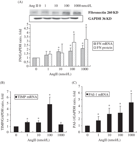 FIGURE 3. Dose-dependent increase in (A) fibronectin, (B) TIMP, and (C) PAI-1 mRNA and protein levels in RPMCs after incubation with various concentrations of Ang II for 24 h. (A) Dose-dependent increase of fibronectin mRNA and protein levels in RPMC after incubation with various concentrations of Ang II for 24 h. (B) Dose-dependent increase of TIMP mRNA levels in RPMC after incubation with various concentrations of Ang II for 24 h. (C) Dose-dependent increase of PAI-1mRNA levels in RPMC after incubation with various concentrations of Ang II for 24 h. Immunoblots are representative pictures of three independent experiments. *p < 0.05 compared with Ang II absent group.