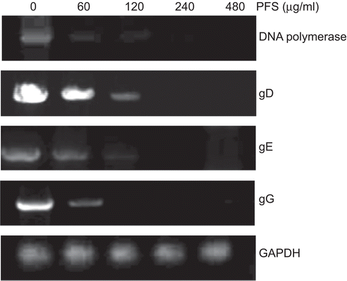 Figure 3.  PCR amplification of pseudorabies herpesvirus (PrV) genes. The cells infected by drug-treated viruses or virus-infected cells treated with the drug were subjected to PCR. The effect of phosphonoformate sodium (PFS) on the amount of amplified DNA polymerase, gD, gE, and gG genes are shown. Housekeeping gene GAPDH is served as an internal reference.