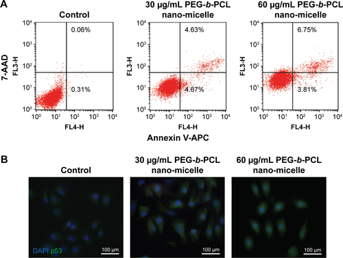 Figure S2 PEG-b-PCL nano-micelle induces apoptosis in endothelial cells in vitro.Notes: (A) Apoptosis analysis of HUVECs by flow cytometry. HUVECs with or without PEG-b-PCL nano-micelles treatment were co-stained with APC-conjugated Annexin V and 7-AAD. Cells positive for Annexin V are in early apoptotic stage (lower right quadrant), and cells positive for Annexin V/7-AAD are in late apoptotic stage (upper right quadrant). (B) p53 immunostaining in HUVECs with or without PEG-b-PCL nano-micelles treatment. HUVECs were fixed with 4% PFA and co-stained with antibody against p53 (green) and 4′,6-diamidino-2-phenylindole for DNA (blue).Abbreviations: HUVECs, human umbilical vein endothelial cell; PEG-b-PCL, poly(ethylene glycol)-b-poly(ε-caprolactone); PFA, paraformaldehyde; AAD, aminoactinomycin D; APC, allophycocyanin.