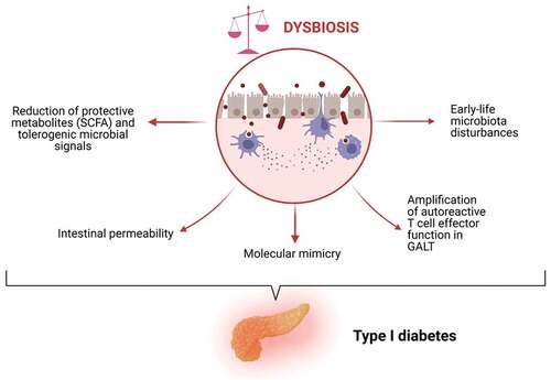 Figure 2. Mechanisms by which dysbiosis may underpin T1D pathogenesis.
