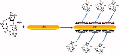 Figure 1. A schematic representation of gold nanorods–gentamicin conjugation.