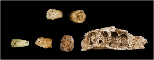 Figure 8. E-JUV individual #5. From left to right (top): maxillary LI2, RP4; (bottom): mandibular LI2, LC, ldm2, partial mandible with RP4.
