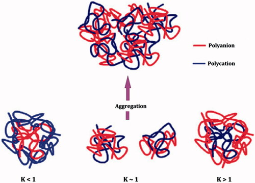Figure 3. Schematic illustration of a core-shell model for polyelectrolyte complexes of alginate (polyanion) and chitosan (polycation) at net charge ratios less than one, equal to one and larger than one (reproduced from Sæther et al. Citation2008, with kind permission of the copyright holder, Amsterdam).