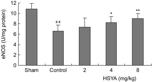 Figure 4.  Effect of HSYA on eNOS activity in heart tissues of acute myocardial ischemic rats. Data are means ± SD of 8 rats except 6 rats in sham group. ##p <0.01 versus sham group; *p <0.05, **p <0.01 versus control group.