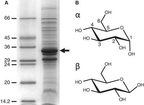 Figure 1. Amplified expression of the E. coli sugar transport protein GalP and chemical structures of its substrate D-glucose. (A) Coomassie-stained SDS-PAGE separation of proteins in an E. coli inner membrane preparation with amplified expression of GalP (arrow). The numbers on the left-hand side represent the sizes of the molecular weight markers in kDa. (B) Structure of the GalP substrate D-glucose drawn in its α and β configurations.