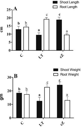 Figure 6. Determination of root and shoot length (A) and Root and shoot weight (B) in the plants of Z. mays after been exposed to cZ (5 µM) or and its inhibitor – lovastatin – LT (5 µM). Data are mean from 3 independent experiments with standard error bars. Bars labeled with different letters are significantly different (Duncan test; p < 0.05). Experiment was performed at least times in triplicates for validation.