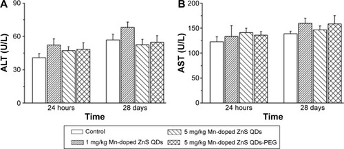 Figure 5 Serum aminotransferase levels after intravenous injection with Mn-doped ZnS QDs and Mn-doped ZnS QDs-PEG with different concentrations at 24 hours and 28 days.Notes: (A) ALT and (B) AST. All data are presented as mean ± SEM (n=6).Abbreviations: ALT, alanine aminotransferase; AST, aspartate aminotransferase; PEG, polyethylene glycol; QDs, quantum dots; SEM, standard error of the mean.