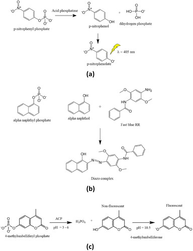 Figure 1. Determination of acid phosphatase activity using (a) p-nitrophenyl phosphate, (b) alpha-naphthyl phosphate, and (c) 4-mrthyllumbelliferyl phosphate substrates.