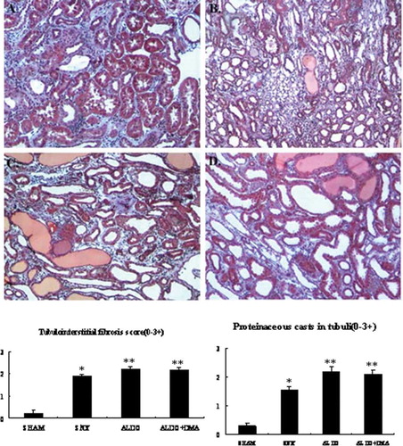 Figure 2.  Photomicrographs of tubulointerstitium. Tubulointerstitial fibrosis and proteinaceous casts in tubuli were evaluated as described as E. In renal ablation rats, interstitial fibrosis and proteinaceous casts in tubuli was dramatically more serious than that of the SHAM group (B vs. A). Rats that received aldosterone infusion exhibited more serious interstitial fibrosis and proteinaceous casts in tubuli than the 5/6 nephrectomy rats (C vs. B). Treatment with DMA had no significant effect on the aldosterone-induced interstitial fibrosis and proteinaceous casts in tubuli (D). A: SHAM group; B: SNX group; C: ALDO group; D: ALDO+DMA group. *p < 0.01 versus SHAM group; **p < 0.05 versus SNX group. Magnification: ×400, Masson's trichrome.