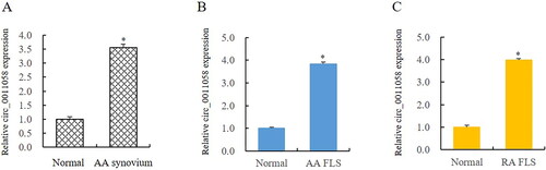 Figure 1. Circ_0011058 expression significantly increased in AA rats and RA FLS.(A and B) RT-qPCR showed that circ_0011058 was upregulated in synovium and FLS of AA rats. (C) Circ_0011058 was significantly upregulated in RA FLS, further confirming the expression change of circ_0011058 in RA. *AA/RA group vs normal, n = 3 (3 different samples). AA, adjuvant arthritis; RA, rheumatoid arthritis; RT-qPCR, real time qPCR; FLS, fibroblast-like synoviocytes