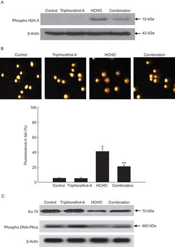 FIGURE 2. Effect of triphlorethol-A on HCHO-induced DNA strand breaks. (A) The cell lysates were electrophoresed and the phosphohistone H2A.X was detected using a specific antibody. (B) Representative images and % cellular DNA damage detected by comet assay. Asterisk indicates significantly different from control (p < .05); **significantly different from HCHO-treated cells (p < .05). (C) Ku 70 and phospho DNA-PKcs proteins were detected using specific antibodies (color figure available online).