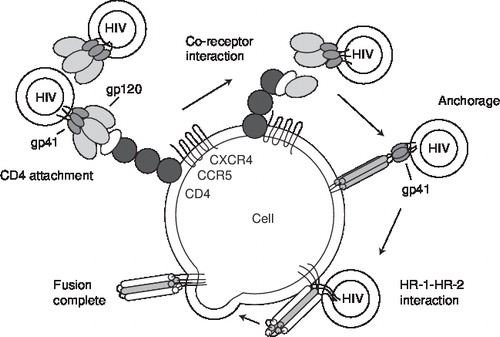 Figure 2. HIV cell entry. Reprinted with permission from TRIMERIS, INC. Copyright owned by TRIMERIS, INC. This diagram is for illustrative purposes only.