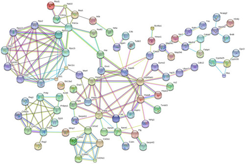 Figure 7 Interconnected protein networks composed of differential proteins.