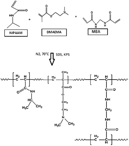 Figure 1. Chemical reaction for preparing (NIPAAM–DMAEMA) co-polymer.