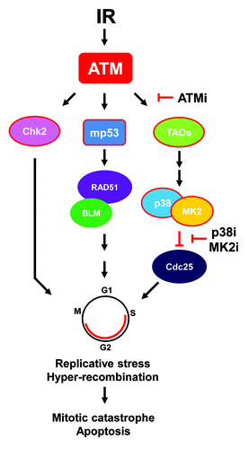 Figure 1. Possible mechanism(s) of ATM inhibitor-mediated mp53 radiosensitization. See text for explanation. For simplicity, focus is on ATM signaling nodes. Abbreviations: ATMi, ATM kinase inhibitor; IR, ionizing radiation; MK2i, MK2 inhibitor; p38i, p38 MAP kinase inhibitor. Arrows denote activation and “T”s dephosphorylation/inhibition. Shapes outlined in red denote phosphorylation events. Adapted from references Citation14 and Citation16.