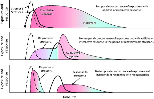 Figure 3. Diagrammatic representation of temporal differences in exposures and how these may interact with persistence of the stressor in the organism and/or latency of response or length of recovery from the stressor. Examples: (A) a mixture of a carbamate and organophosphorus insecticides, (B) an organophosphorus insecticide followed by a carbamate and (C) a carbamate followed by an organophosphorus insecticide. While this representation may not apply to apical end-points, it may help understanding and visually describing the need for CRA when an intermediate KE occurs, although, when considering an individual compound, no clear apical effect is observed. In the example provided, AChE can be inhibited at subthreshold levels by each individual compound, but, depending on timing, the threshold can be reached (overcome) after combined exposure. Heavy black lines – exposure; shaded areas – response.
